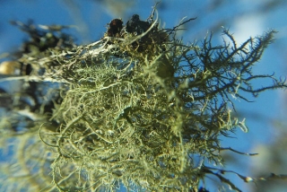 Heno colgando del árbol